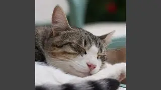 Feline Grace in Lofi Harmony