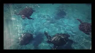 Okinawa | BBRAVELER | iSee109 |