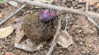 Obstacle? No Problem! Watch This Dung Beetle Think on Its Feet 🪲