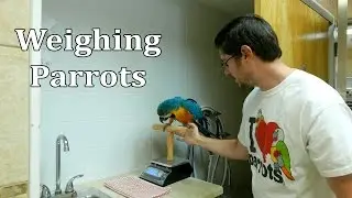 Weighing Parrots on a Scale