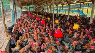 ಸೋನಾಲಿ 6363134089 Month Old Chicks in Wholesale | Sri Venkateshwara Poultry Farm Hatchery |Bangalore