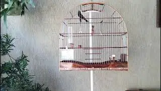 Curió BIRIBA SHOW 