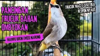 Trucukan Gacor ROPEL PANJANG Saat Subuh COCOK untuk Pancingan Trucuk BAHAN dan MASTERAN TRUCUK Paud