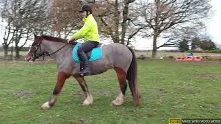 Training A Novice Pony, 1st Time Jumping