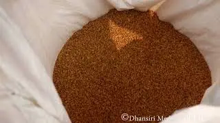 Indigenous paddy seed preservation technique