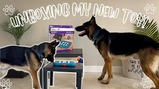 Watch Me Open My Toys| Dog Toy Unboxing| Duke The German Shepherd