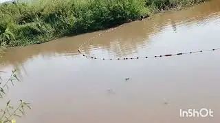 Life in DOMINION FARM in Siaya Kenya//Need FISH// Fishing in canal#adventurekenya 