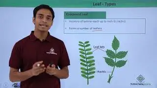 Class 11th &ndash; Leaf &ndash; Types | Morphology of Flowering Plants | Tutorials Point