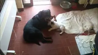 trainmydog