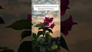 Distance will tell you the real meaning of closeness... | #shorts #love