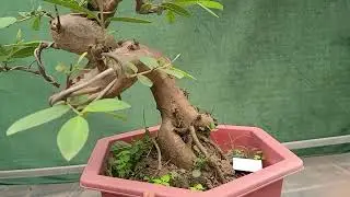 BON SAI GIÁ RẺ.LH.0986538116.SUNG NẾP, LỘC VỪNG, DÀNH DÀNH, CHÈ SANH,ỔI,NGUYỆT QUẾ.21/1/2026