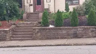 Cute White Cat Sitting On The Wall In High Resolution Wallpapers 7-14-2025