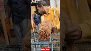 Pet Market Kolkata 😍/lowest price puppy dog/Gallif Street dogs #shorts #viral #dog #dogs #doglover