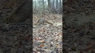 A Female Fox Checks on Her Pups #foxes #urbanfoxes #fox #trailcam