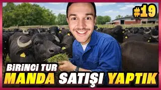 İLK MANDALARI SATTIK DEHŞET PARA GELDİ 🐃💰 | FS25 Mega #19