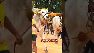 Samarasimha RK Bulls most aggressive #farming #ongole #trending #viralvideo #shorts #india