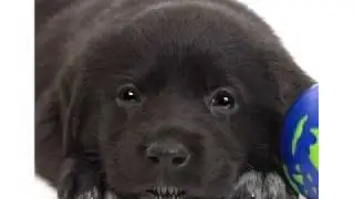 Tucksy's Puppy Palooza