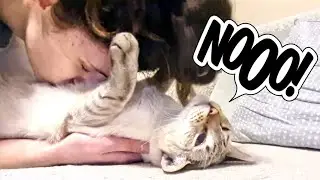 Smooshing my face into my cat's belly | Squish that cat, smooch and kisses back! - Cat patience test