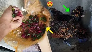 Golden Laced Polish hen I Fancy Hen Vlog I  How to feed your chickens vegetables