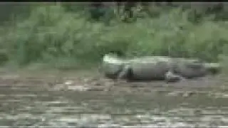 Alligator on the Santee