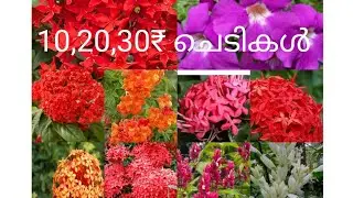 കുറഞ്ഞ വിലയിൽ  വെറൈറ്റി ചെടികൾ 