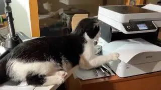 Quito the Cat - My Cute Office Assistant