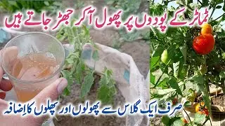 Best homemade organic fertilizer for tomato plants || How to grow tomato