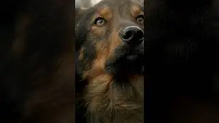 Cute Mongrel Dog🐷 #shorts #youtubeshorts #dog #wildlife