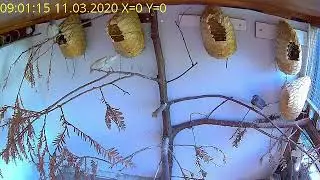 Zebra Finch Aviary Live (11032020)