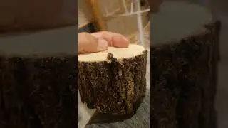 ナガチャイロコガネ　が好きすぎるんです❢