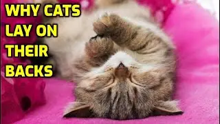 Why Do Cats Lay On Their Backs With Paws Up?