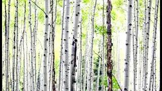 Where Aspens Whisper