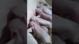 Piglets breastfeeding #shorts #animals #wildlife #nature