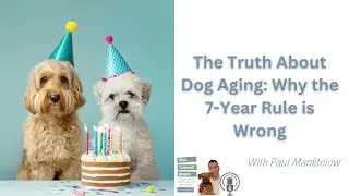 How Old Is Your Dog in Human Years? Why the 7-Year Rule Is Wrong