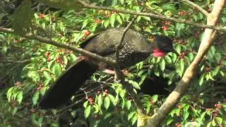 Crested Guan-Forest Dwelling Bird