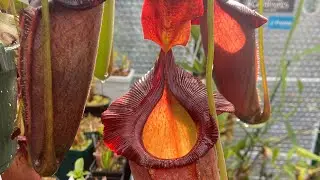 Hybrid spotlight: N. spathulata x jacquelineae, BE 3883