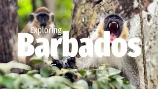 Barbados - Monkeys, Beaches and Sea Turtles!