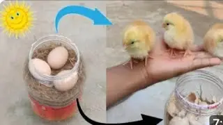 How to hatch eggs at home without incubator // Incubator plastic box help sunlight 100% result