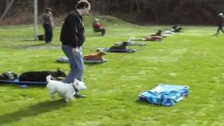 Frosty   Off leash recall and heeling in park