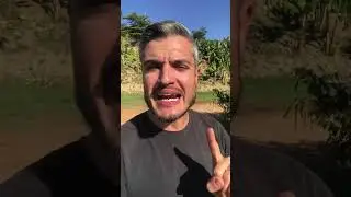 COMO USAR A DOXICICLINA PARA ELIMINAR A DOEN&Ccedil;A DO CARRAPATO NO CACHORRO E MATAR OS CARRAPATOS