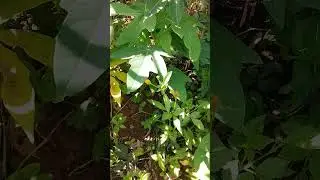 Black jack/Bidens pilosa/Spanish needle/Hairy begger ticks - High blood pressure & wound healing