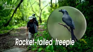 Racket tailed treepie | นกกาแวน | Birder's Journal EP2 | Wildlife photography