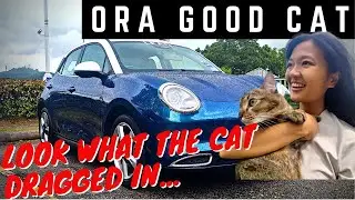 A Day in The Life of A Good Cat... An Ora Good Cat.