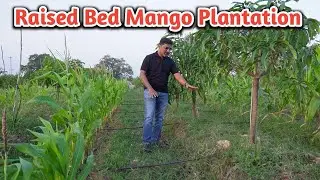 High Density Mango Plantation | Raised Bed Mango Plantation | Precision Farming | GroTron