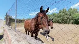 Spanish Horses in #vr180 stereoscopic 3d