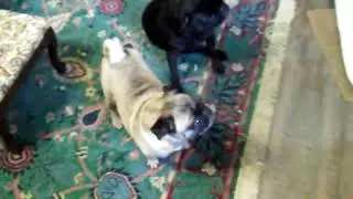 FUNNY Pug vocalizations: Where's Mike?