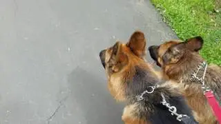 Otis's progress, Walking 2 German Shepherds