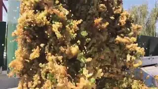 Harvest Video Series: From Vineyard to Winery