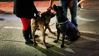 Walking my biggest dogs Downtown on Austin's 6th Street