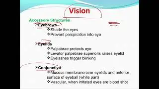 Human Anatomy and Physiology Special Senses Lecture